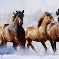 طرح جابر تحقیق در باره انواع اسب ها, تاریخچه و استفاده های آنها