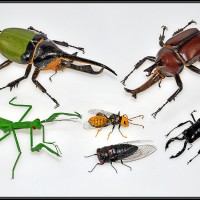 دانلود طرح جابر آناتومی بدن حشرات